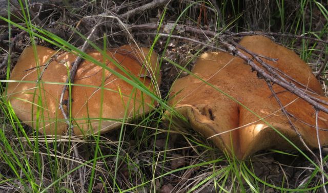 dinner plate mushrooms