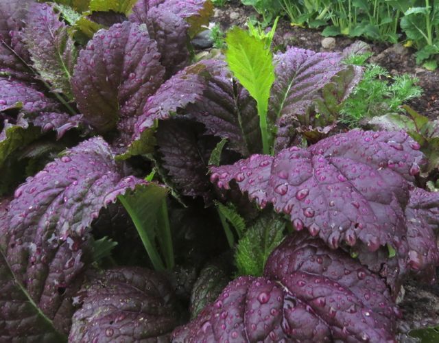 red mustard