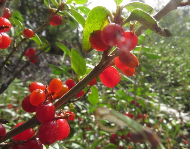 soopolalie berries