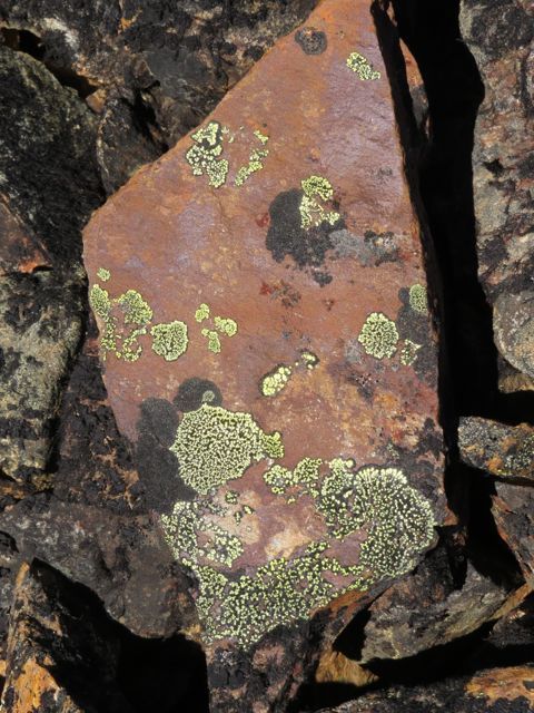 13a-lichens