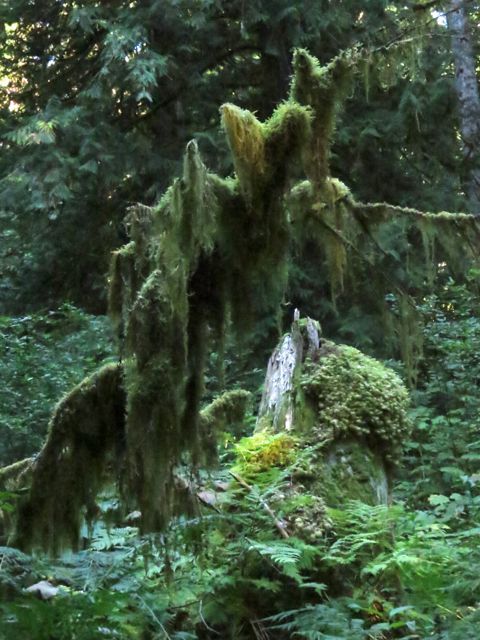19-big-tree-lichen