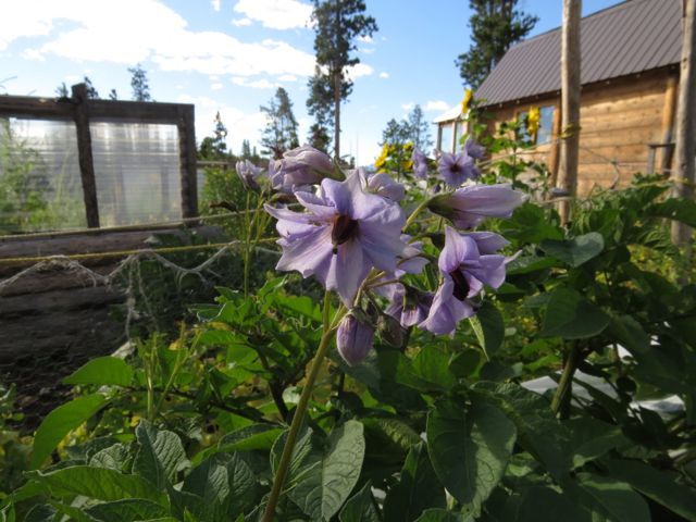 2-potato-flowers-2