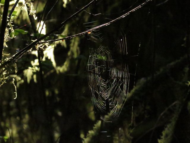 21-spiderweb-1