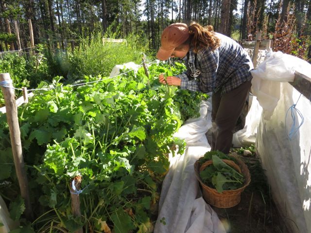 24-alexa-picking-kale