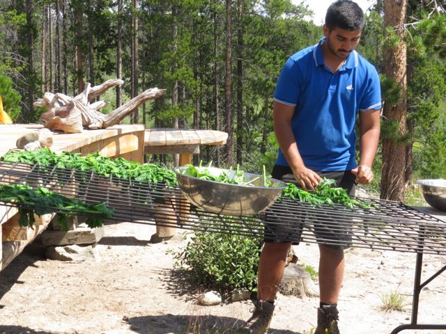 4-sanjey-spreading-kale-to-dry