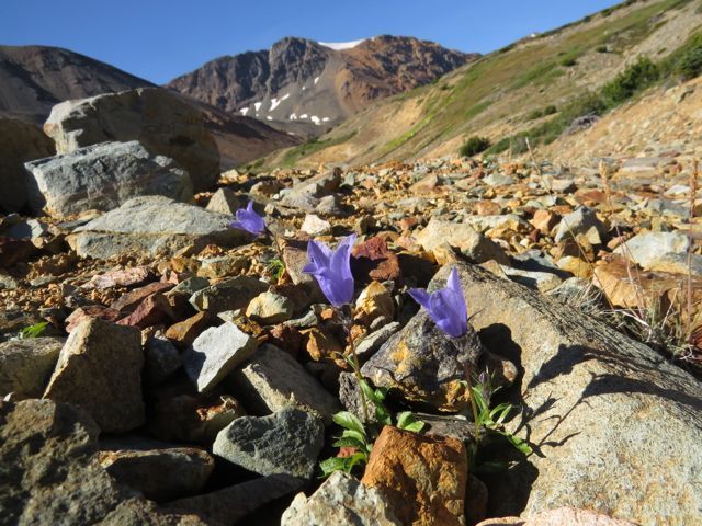 6a-harebells