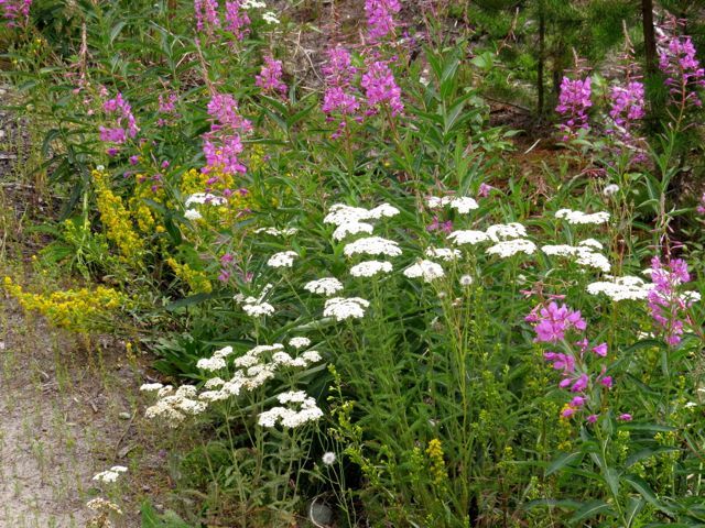 7-driveway-flowers