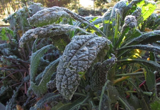 7a-frosty-kale