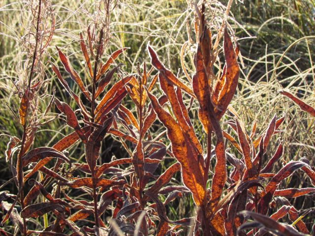 7c-frosty-fireweed