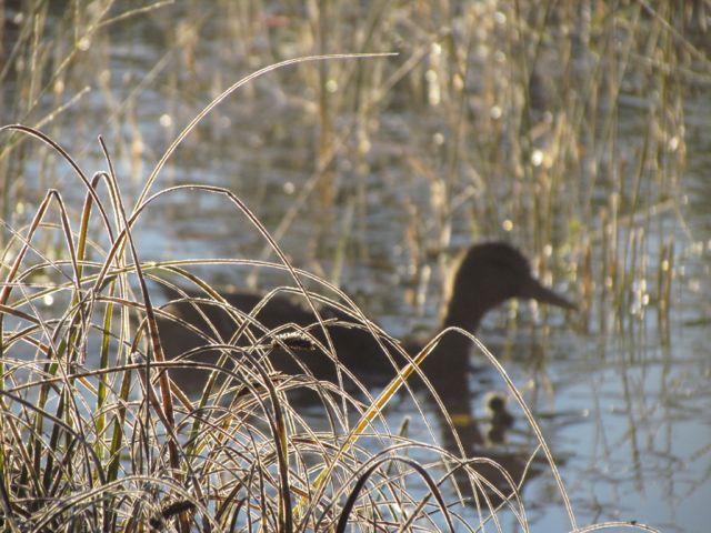 7d-mallard-in-sedges