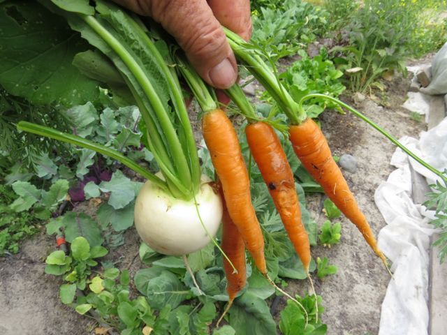 9-first-carrots