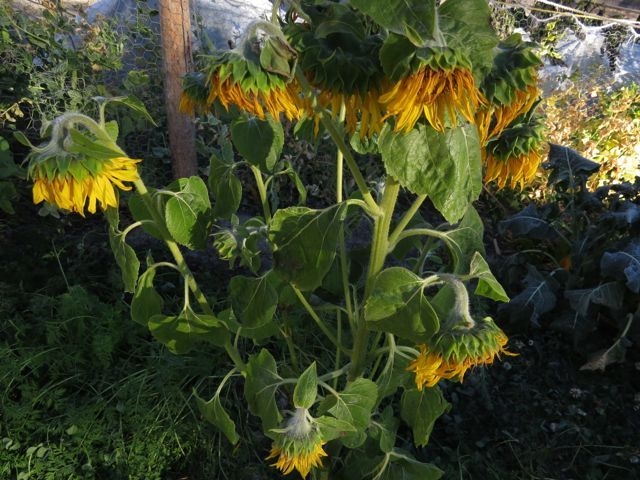 9-frosted-sunflowers