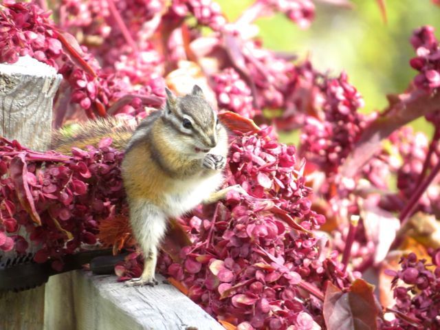 1b-chipmunk-yoga