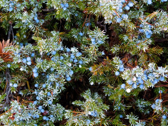 2-juniper-berries