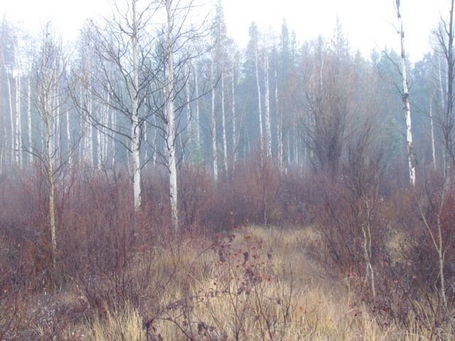 2-fog-grass-and-trees