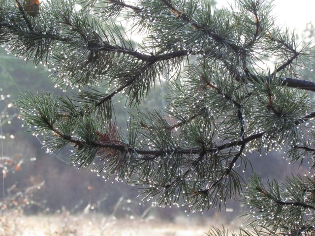 6-pine-branch