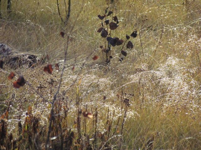 7-ice-balls-on-grass