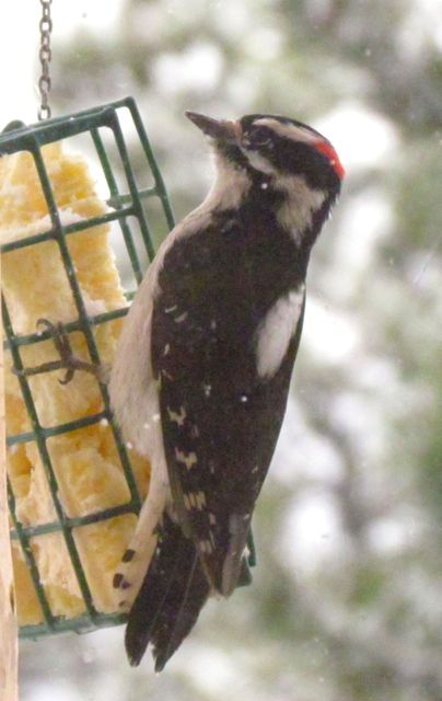 downy-woodpecker