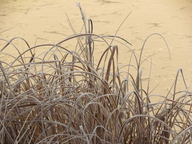 frosty-sedge