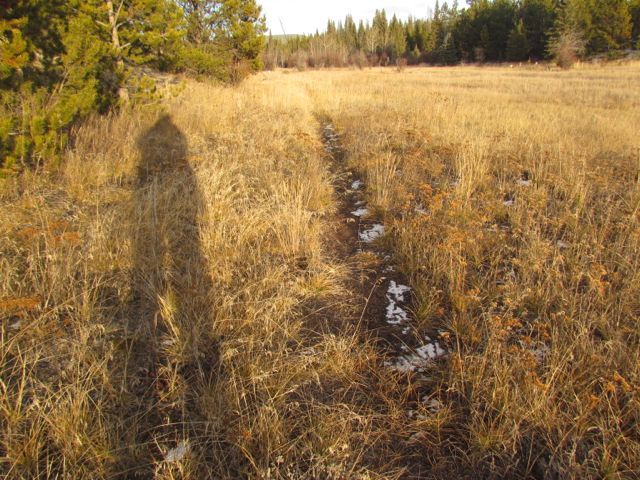 golden-meadow