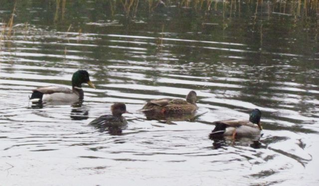 mallards-and-merganser