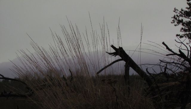 needle-grass-in-rain