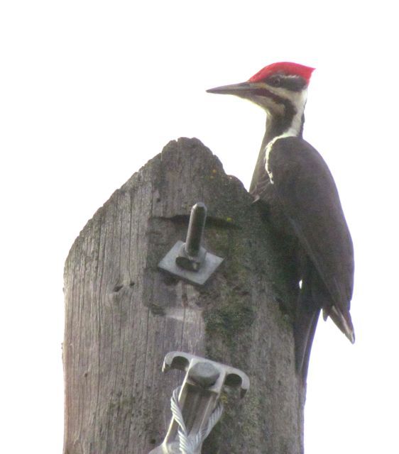 pileated-woodpecker