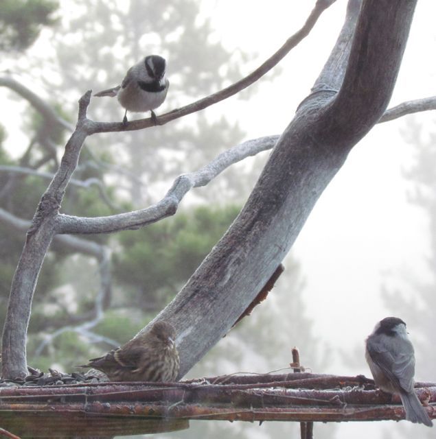 pine-siskin