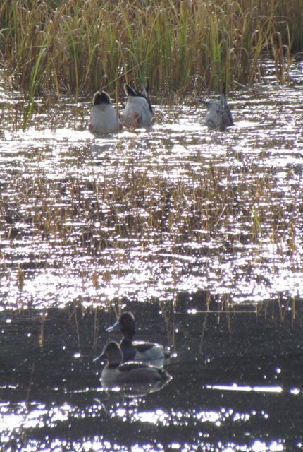 teal-and-ringnecks