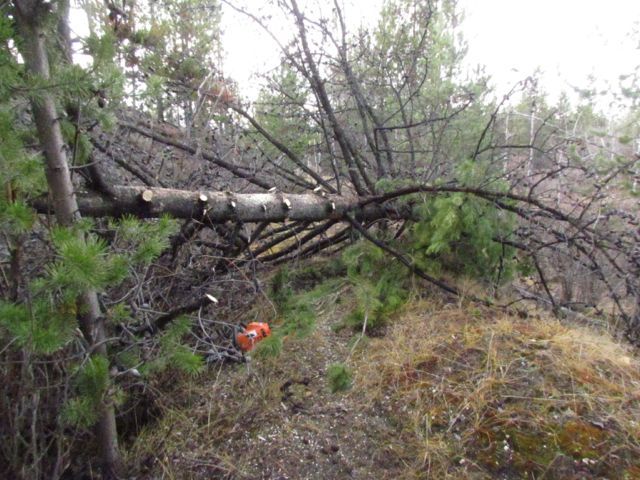 tree-on-trail