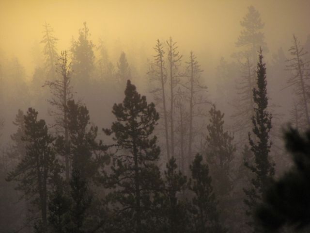 yellow-fog