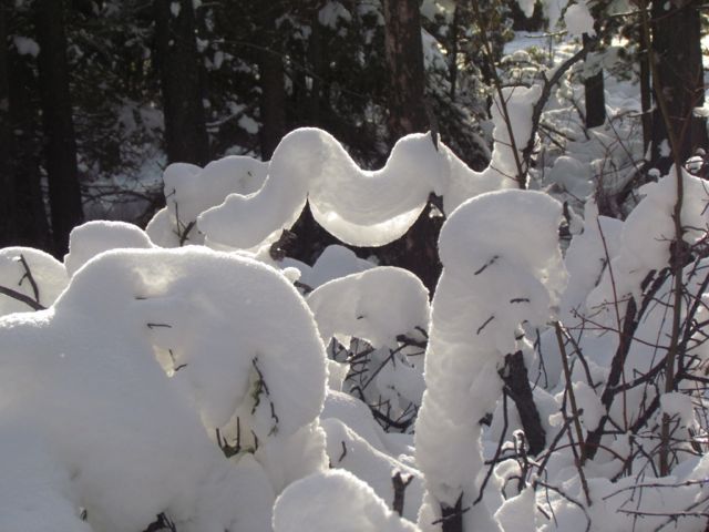 28-snow-on-branch
