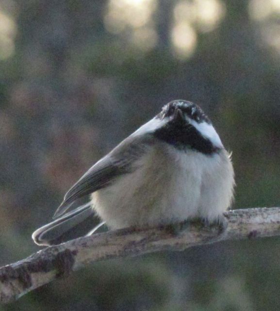 3-chick-puffy-coat