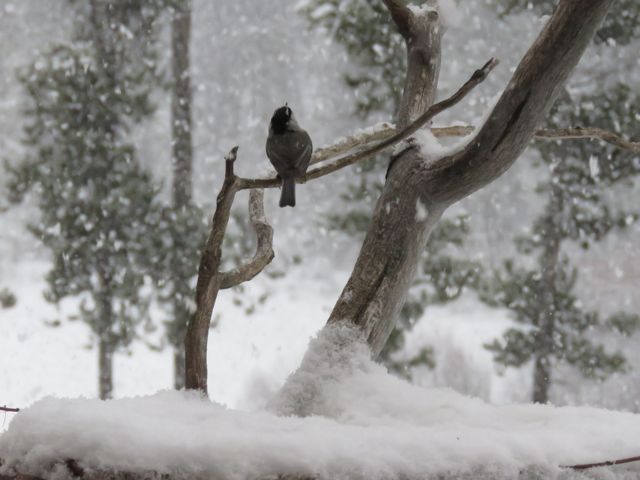 bird feeder in snow