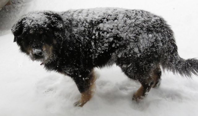 Badger in snow