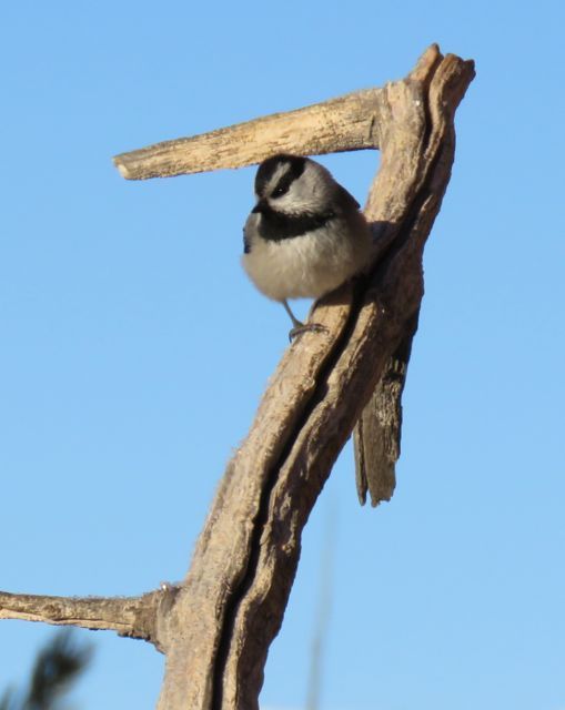 mountain chickadee