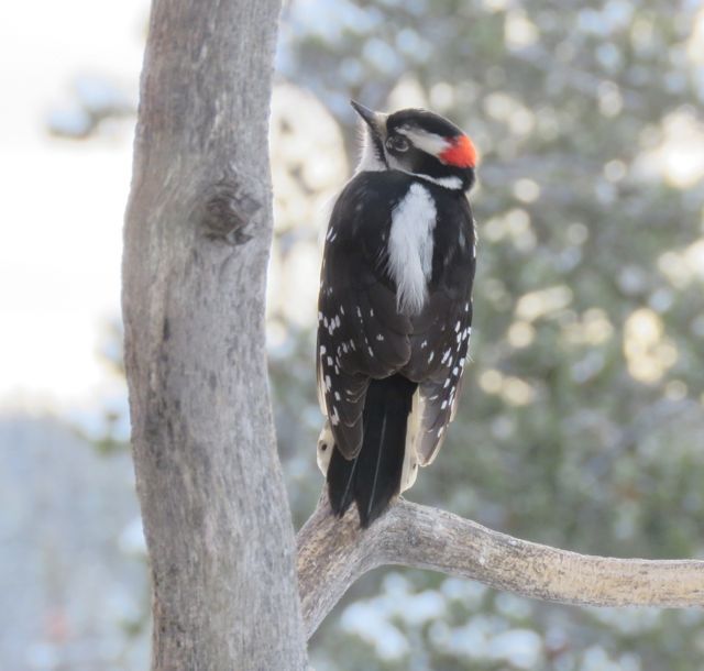 downy woodpecker