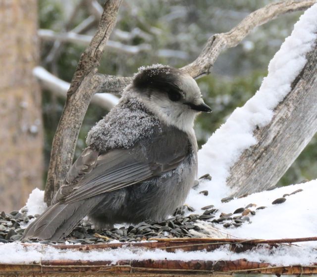 grey jay or whiskeyjack