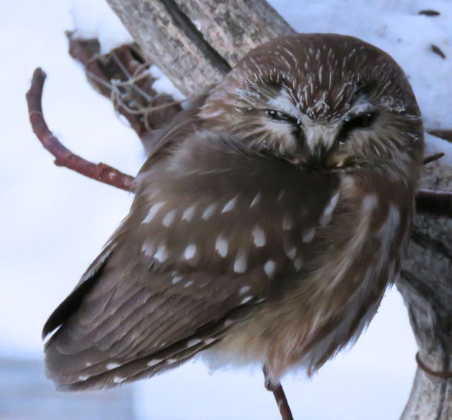 sawwhet owl