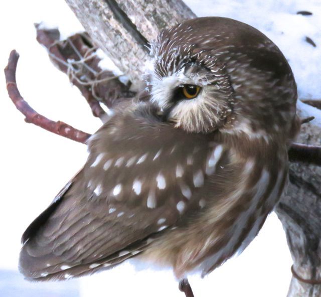 sawwhet owl