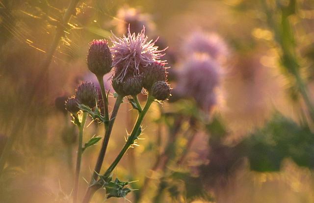 Canada thistles | Wilderness Dweller