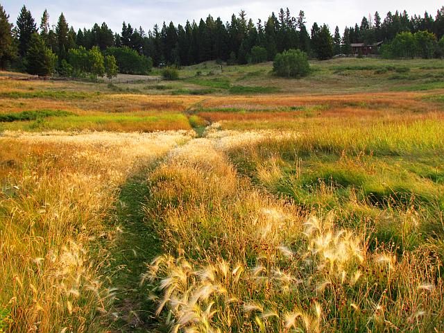 grass colours | Wilderness Dweller